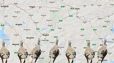 Kayseri'nin çevresinde alarm! 11 ölümün ardından avcılar salındı