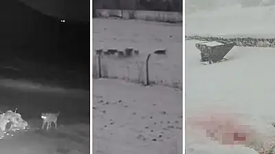 Kayseri ve çevresinde dikkat çeken tehlike! Parçalanmış halde buldular