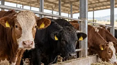 Kayserili ünlü aile 9 milyon avro yatırımla hayvancılık sektörüne girdi