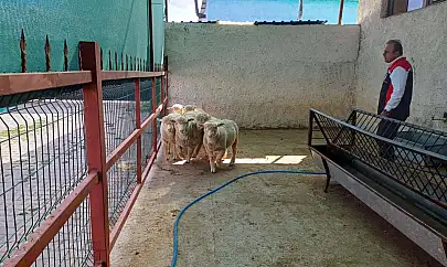 Bu da Kayseri'ye Fransız koyun!