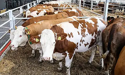 Çiftçiler dikkat! Toprak yok, gübre yok, kimyasal yok: 1 kilo arpadan 9 kilo verim
