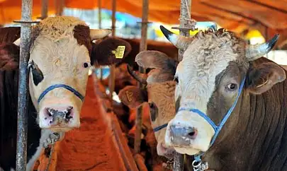 Çiftçiye bereket geldi! Büyükbaş hayvancılığa rekor destek