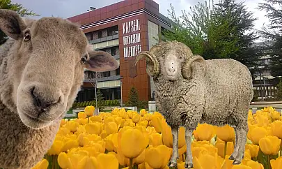 Kayseri Büyükşehir belediyesi tavuktan sonra koyun ve koç alacak