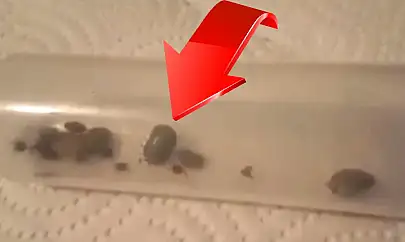 Kayseri'de 4 kişi öldü! Kenelerle ilgili şok iddia! Çoğalmasının nedeni bu mu?
