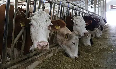 Kayseri'de besicilere nefes aldıran ödeme: 10,9 milyon TL destek hesaplarda