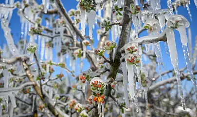 Kayseri'de bilanço ağır olmuştu! Müdürlük harekete geçti