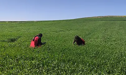 Kayseri'de böcek alarmı! Yine ortaya çıktı, sabahın erken saatlerinde ekipler o böceğin peşine düştü!