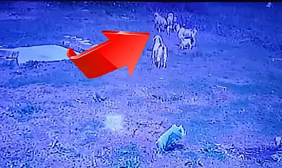 Kayseri'de korku dolu anlar! Köpekler böyle saldırdı! O anlar kameraya böyle yansıdı