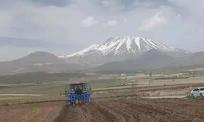 Kayseri'de 'sarı altın' ekilmeye başlandı