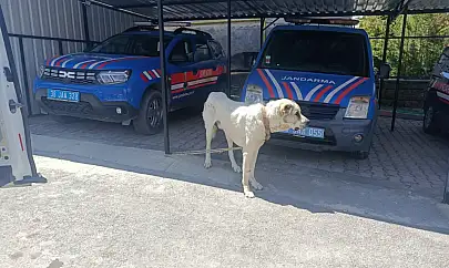 Kayseri'de tepki toplayan görüntü! Bakın sonra ne oldu