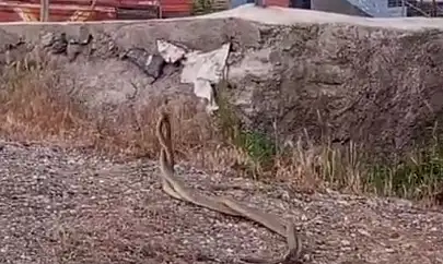Kenenin ardından o ilçede yılan kabusu!