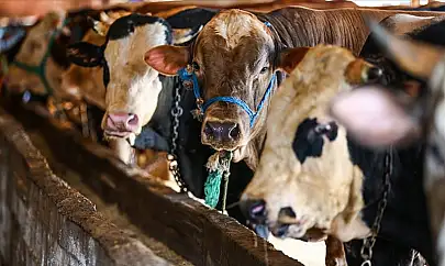 Kurban Bayramı yaklaşırken İç Anadolu'da et kesim fiyatlar ne oldu?