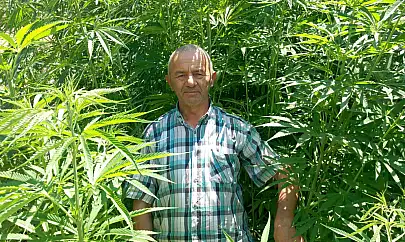 Nisan'da ekildi 3 metre boya ulaştı! İnşaattan gıda sektörüne birçok alanda kullanılıyor