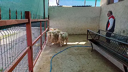 Bu da Kayseri'ye Fransız koyun!