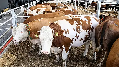 Çiftçiler dikkat! Toprak yok, gübre yok, kimyasal yok: 1 kilo arpadan 9 kilo verim