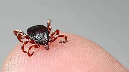 Dikkat! Kene Kayseri'de can aldı