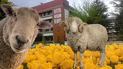 Kayseri Büyükşehir belediyesi tavuktan sonra koyun ve koç alacak
