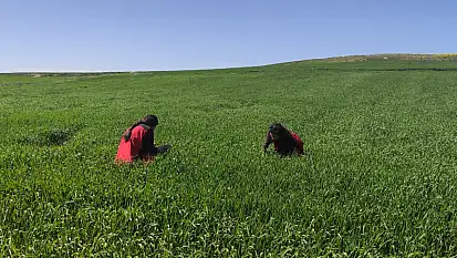 Kayseri'de böcek alarmı! Yine ortaya çıktı, sabahın erken saatlerinde ekipler o böceğin peşine düştü!