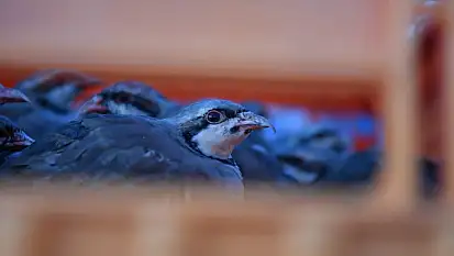 Kayseri'de 'Kenesavarlar' doğaya salındı