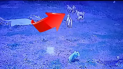 Kayseri'de korku dolu anlar! Köpekler böyle saldırdı! O anlar kameraya böyle yansıdı