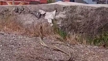 Kenenin ardından o ilçede yılan kabusu!