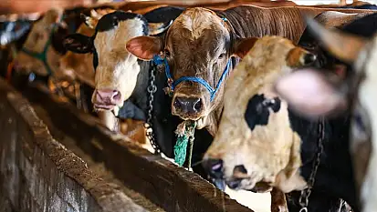 Kurban Bayramı yaklaşırken İç Anadolu'da et kesim fiyatlar ne oldu?