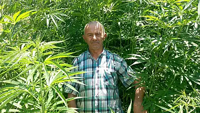 Nisan'da ekildi 3 metre boya ulaştı! İnşaattan gıda sektörüne birçok alanda kullanılıyor