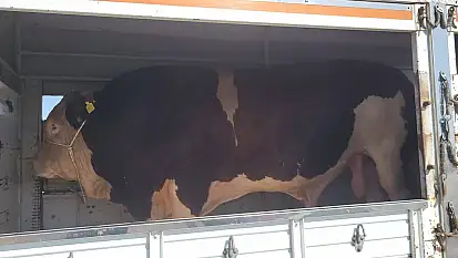 Şampiyon kurbanlık Kayseri'den uğurlandı! Bakın alıcısı hangi ilden çıktı?