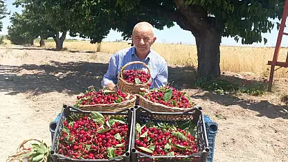 Gerçek ortaya çıktı! Napolyon değil Apolyont kirazı