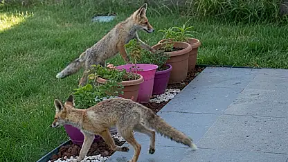 Kayseri'de bahçede kedi değil tilkiler geziyor