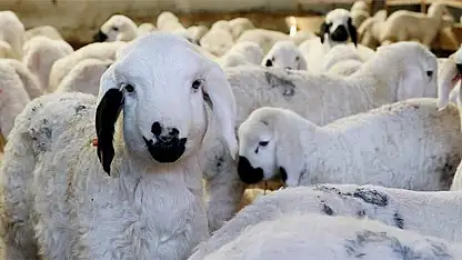 Kayseri'de küçükbaş hayvancılığın geleceği masaya yatırıldı
