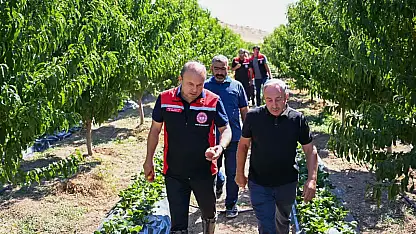 Kayseri'deki şeftali bahçelerinde sürpriz ürün!