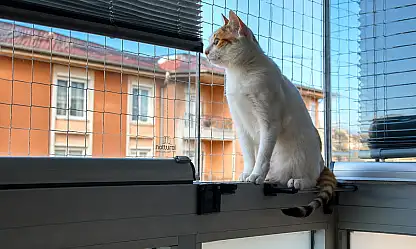 Evcil hayvanları olanlar dikkat!