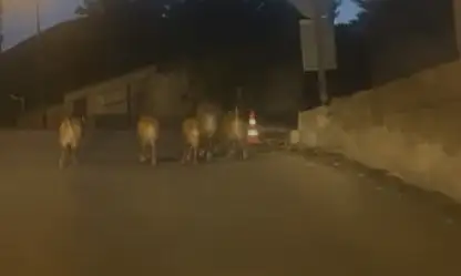 Talas'ta şaşırtan görüntü! Sürü şehre indi
