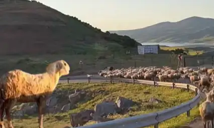 Bakanlıktan Kayseri paylaşımı: Romantik koyun