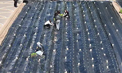 Belediye destekledi! Kayseri'de bin 200 biber fidesi dikildi