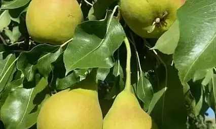 Bir ısıran vazgeçemiyor! Kayseri'nin meşhur lezzeti yeniden çıktı