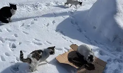 Bünyan'da sokak hayvanları unutulmadı