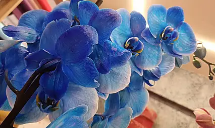 Çiçekçilerde 14 Şubat mesaisi