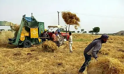 Çiftçinin önünde iki zor seçenek: Ya hasat ya ÇKS! Tepki büyüyor