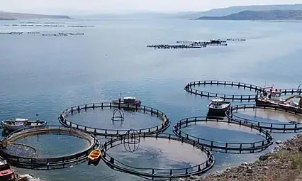 Denizi olmayan Kayseri'de günlük 100 ton üretim