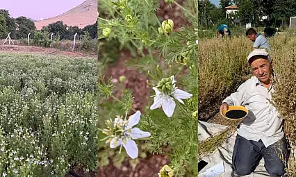Develi'de şaşırtan hasat: Bir tohumdan 700 tane çıkıyor!