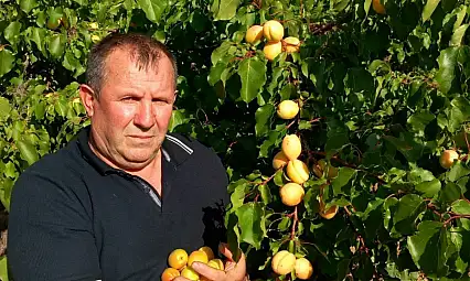 Develi'de şekerpare bereketi: Dallar taşımıyor!