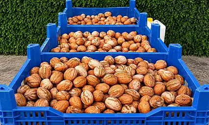 Develi'de sezonun ilk cevizleri dalından toplandı