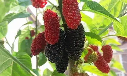 Develi'de urmu dut hasadı başladı