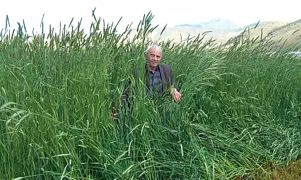 Develi Ovası'nda şaşırtan görüntü! Boyu 2 metreyi buldu