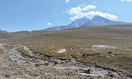 Erciyes'in özgür yılkı atları tehlikede