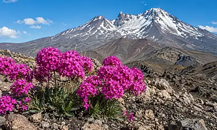 Erciyes'te keşfedilen pembe mucize: Doğayı yeniden canlandırabilir