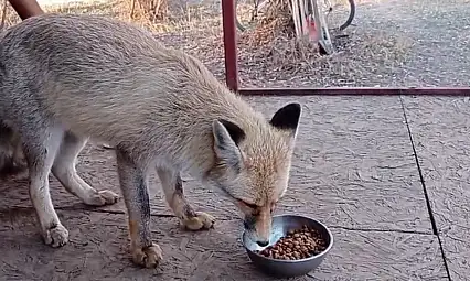 Evlerde kedi köpeğin yerini mi alacak? Kayseri'de yeni dönem