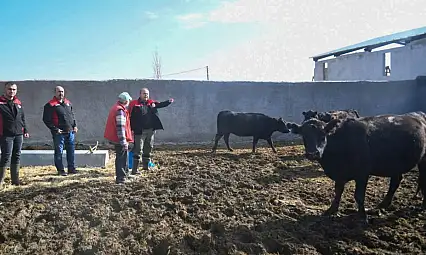 Gebe Düve Desteği Kayseri'de hızlandı